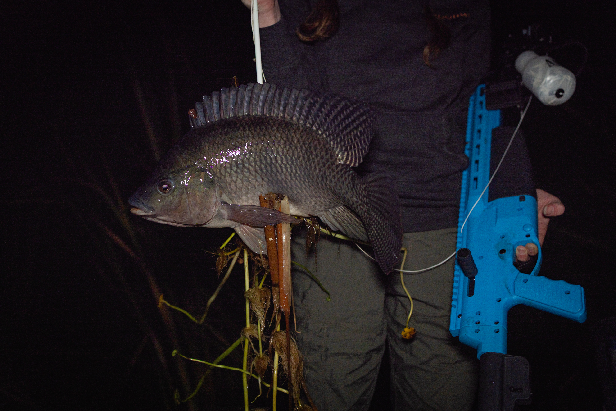 Fish on the end of an Umarex FISHR arrow